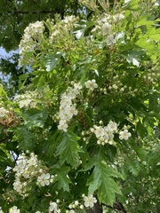 Crataegus pinnatifida