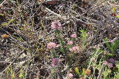 Phylica gnidioides