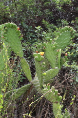 Opuntia lasiacantha