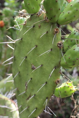 Opuntia lasiacantha