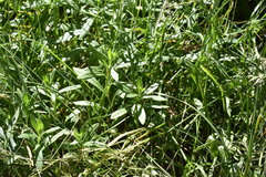 Sericocarpus rigidus