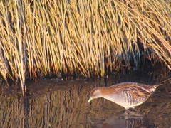 Zapornia pusilla affinis