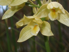 Orthochilus tabularis