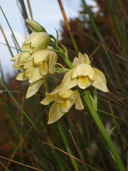 Orthochilus tabularis