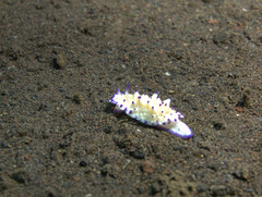 Mexichromis multituberculata