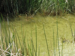 Siphateles boraxobius