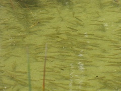 Siphateles boraxobius