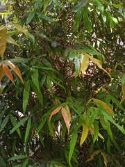 Syzygium myrtifolium
