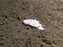 Mexichromis multituberculata