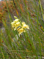 Orthochilus tabularis