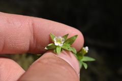 Gratiola ebracteata