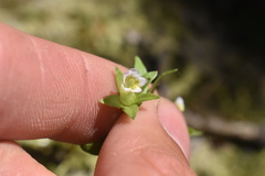 Gratiola ebracteata