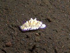 Mexichromis multituberculata