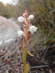 Satyrium acuminatum