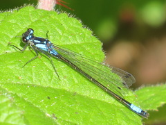Zoniagrion exclamationis