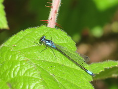 Zoniagrion exclamationis