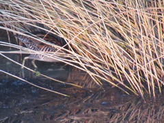 Zapornia pusilla affinis