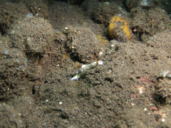 Hypselodoris zephyra
