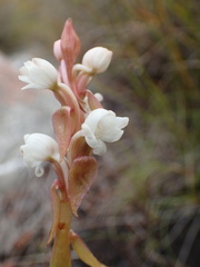 Satyrium acuminatum