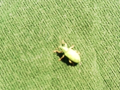 Polydrusus formosus