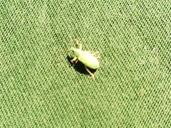 Polydrusus formosus