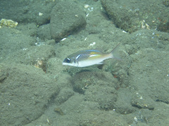Scolopsis xenochrous