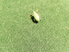 Polydrusus formosus