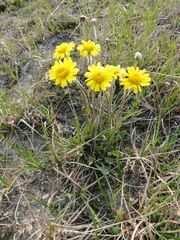 Tephroseris integrifolia atropurpurea