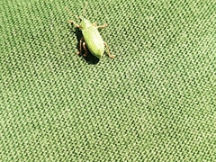 Polydrusus formosus