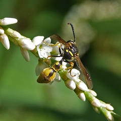 Eumenes crucifera