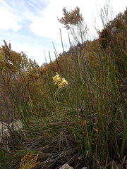Orthochilus tabularis