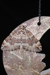 Lampropteryx suffumata