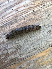 Apamea monoglypha