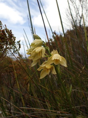 Orthochilus tabularis