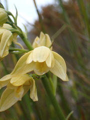 Orthochilus tabularis