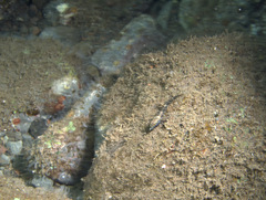 Helcogramma