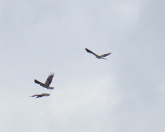 Haliaeetus leucogaster