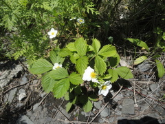 Fragaria orientalis