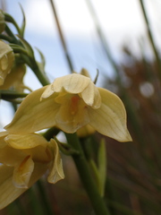 Orthochilus tabularis
