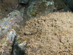 Helcogramma