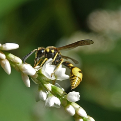 Eumenes crucifera