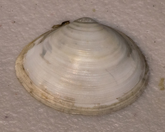 Macoma nasuta