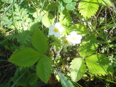 Fragaria orientalis