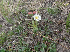 Taraxacum arcticum