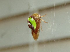 Smilia fasciata