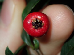Pyracantha crenulata