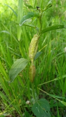 Gymnetron terminassianae