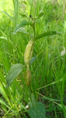 Gymnetron terminassianae