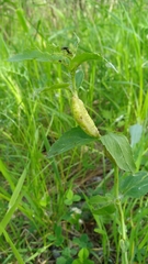 Gymnetron terminassianae