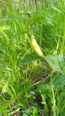 Gymnetron terminassianae